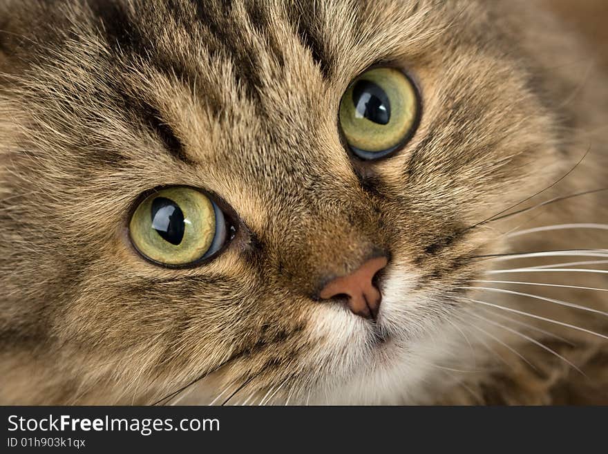 Image of curious house cat close-up