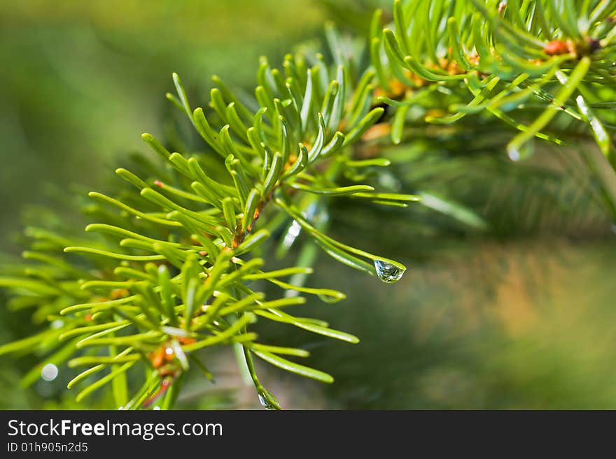 Fir branches with a lot of waterdrops on the green background.