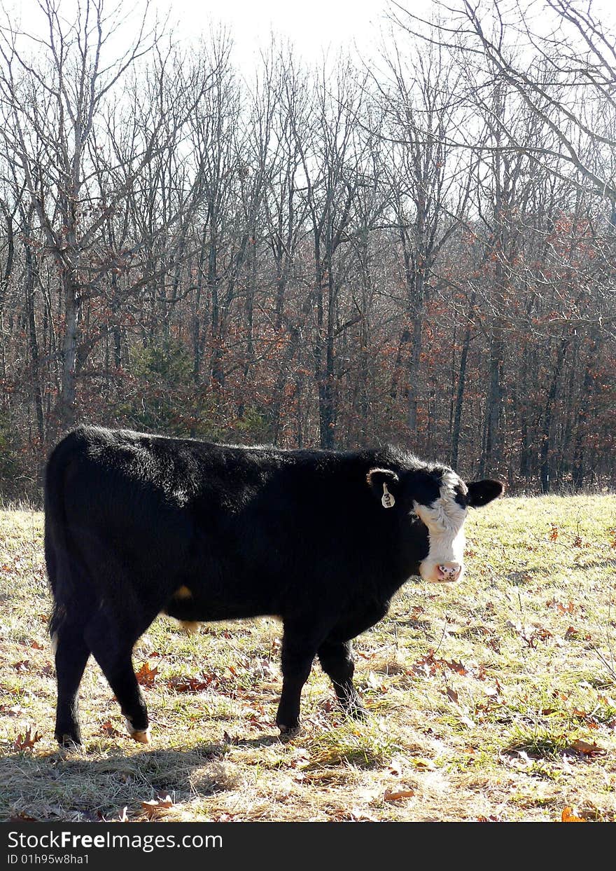 Black-and-White Cow