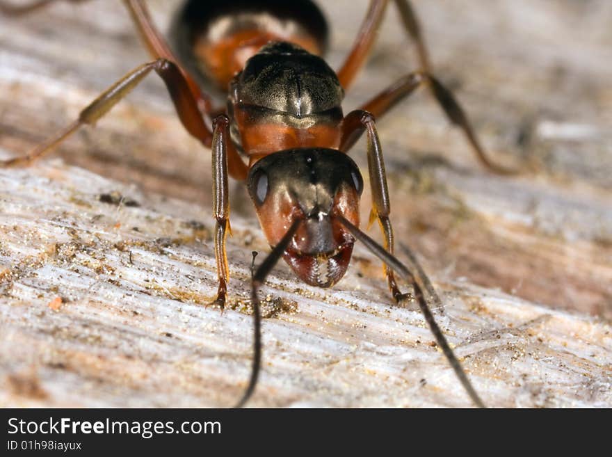 Extreme Close-up Of Wooden Ant