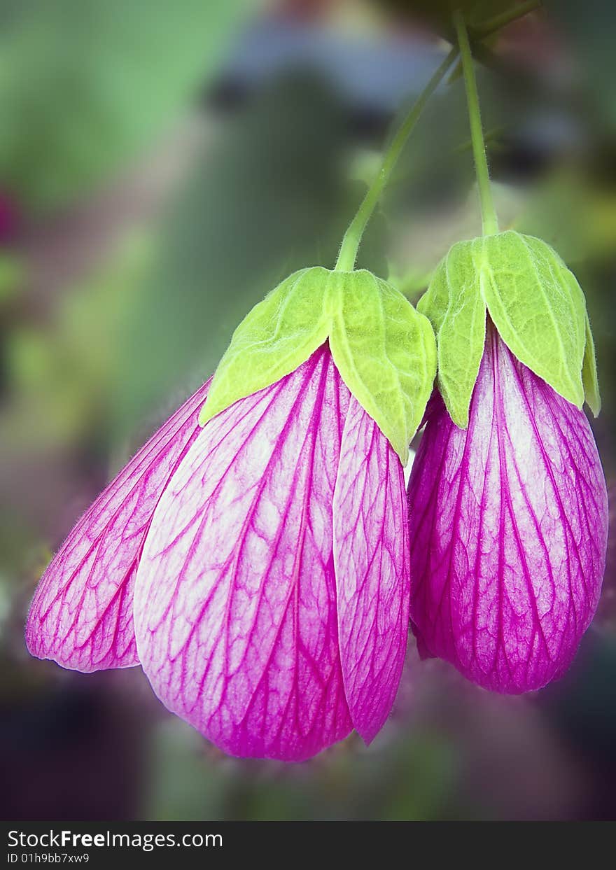 Close-up of trailing pink veined Chinese Abutilon flower used primarily as potted patio plant. Close-up of trailing pink veined Chinese Abutilon flower used primarily as potted patio plant