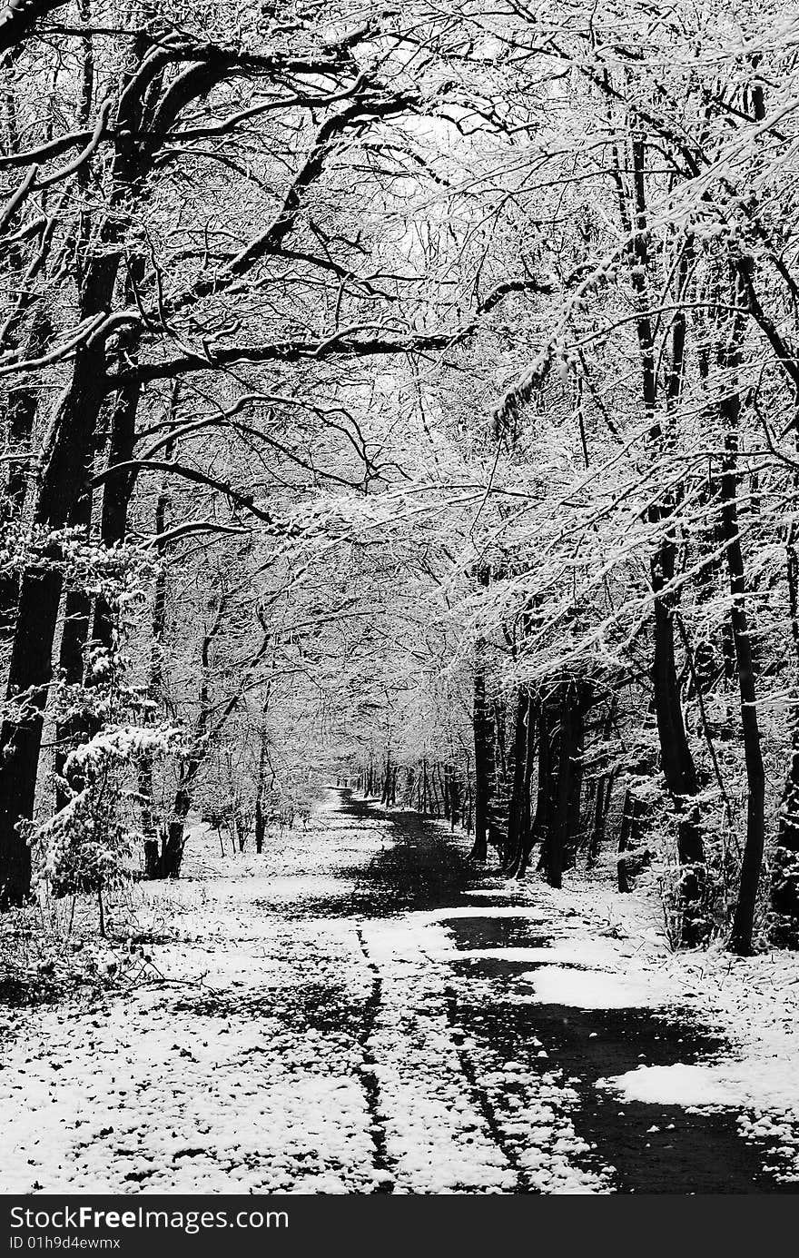 Winter Forest