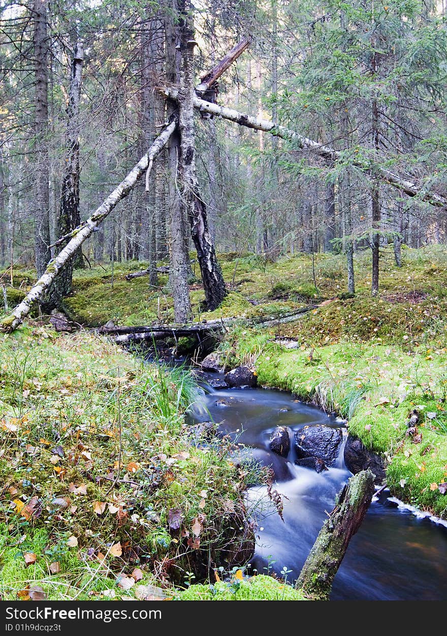 A small stream in the woods. The time of the year is fall, October. A small stream in the woods. The time of the year is fall, October.