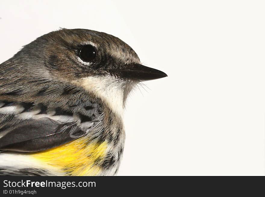 Photo of a small bird against a white background. Photo of a small bird against a white background.