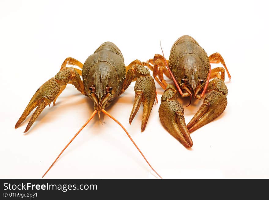 Two cancers pose on a table for a photosite. Two cancers pose on a table for a photosite