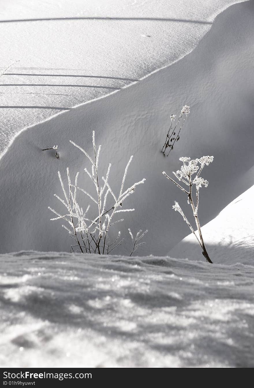 Close-up of frozen plants in snow.