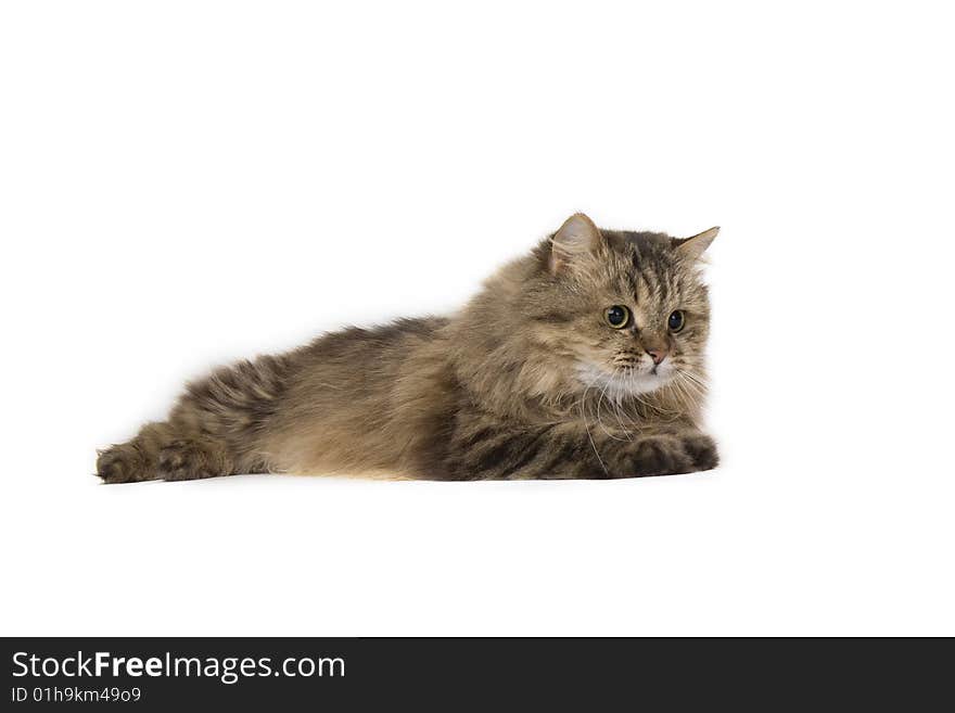 Cat on a white background