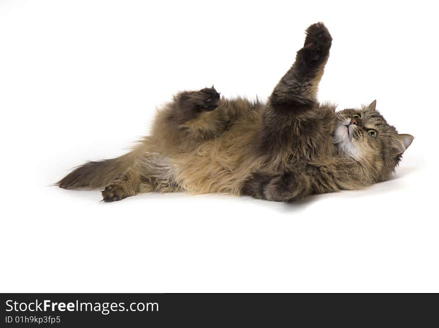 Cat on a white background