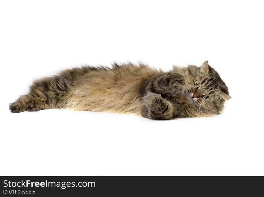 Image of a cat on a white background