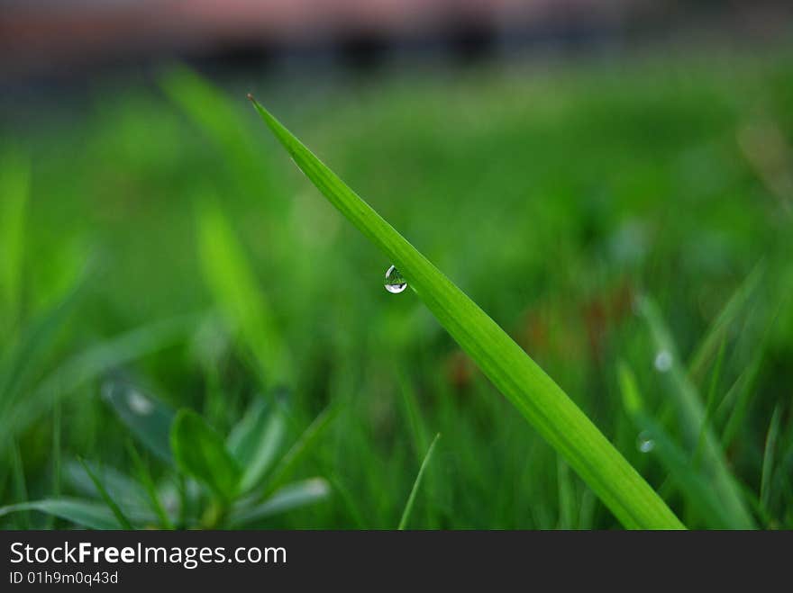 Leaf and water