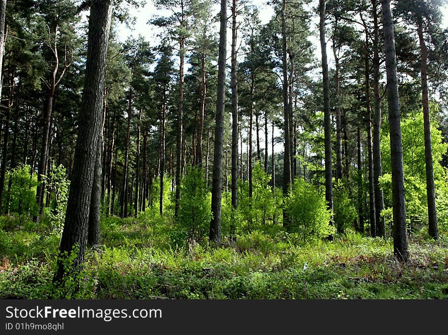 A forest walk in scotland in summer. A forest walk in scotland in summer