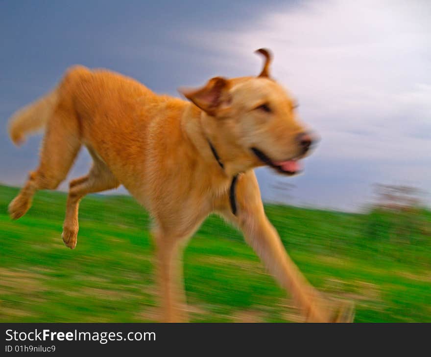 A Labrador Retriever Chasing over meadow. A Labrador Retriever Chasing over meadow