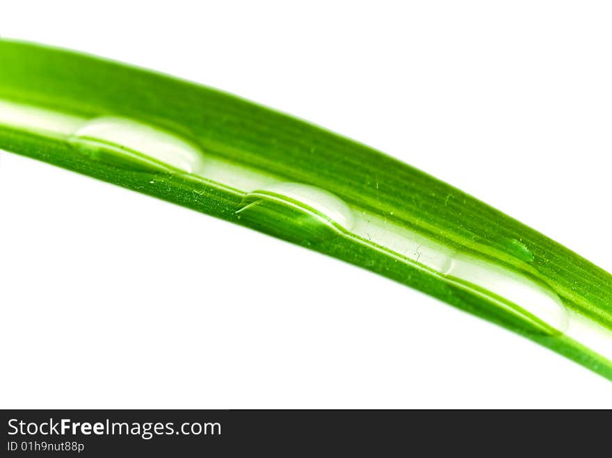 Lucky Bamboo Leaf With Water Drops