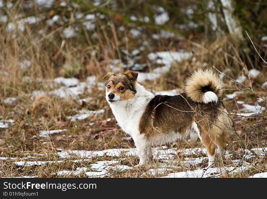 Dog without name in snow near big forest