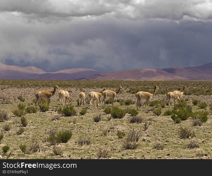 A group of wild guanacos in a remote and desolate landscape.