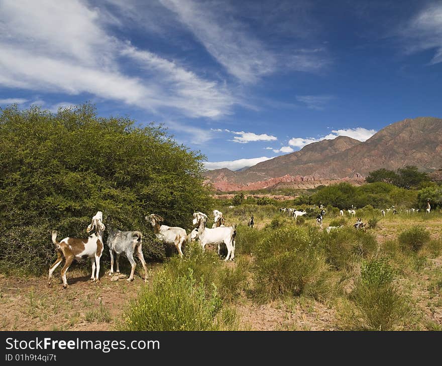 A large group of goat eating from the nature. A large group of goat eating from the nature.