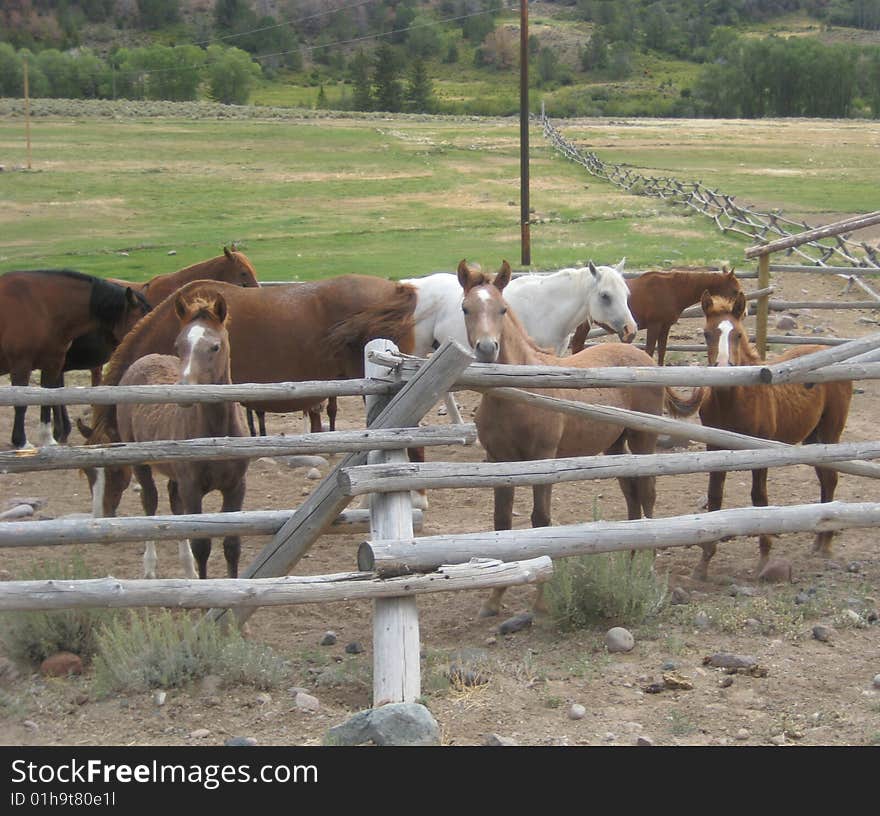 Horses in a coral in Wyoming. Horses in a coral in Wyoming.