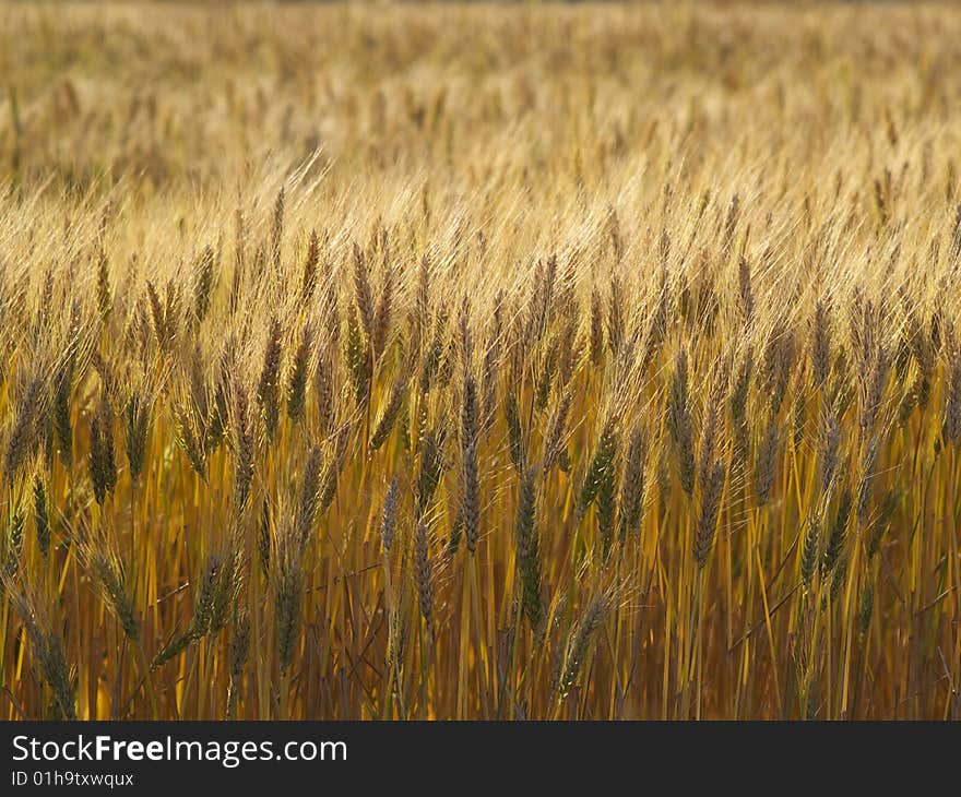 Wheat field under the sunlight