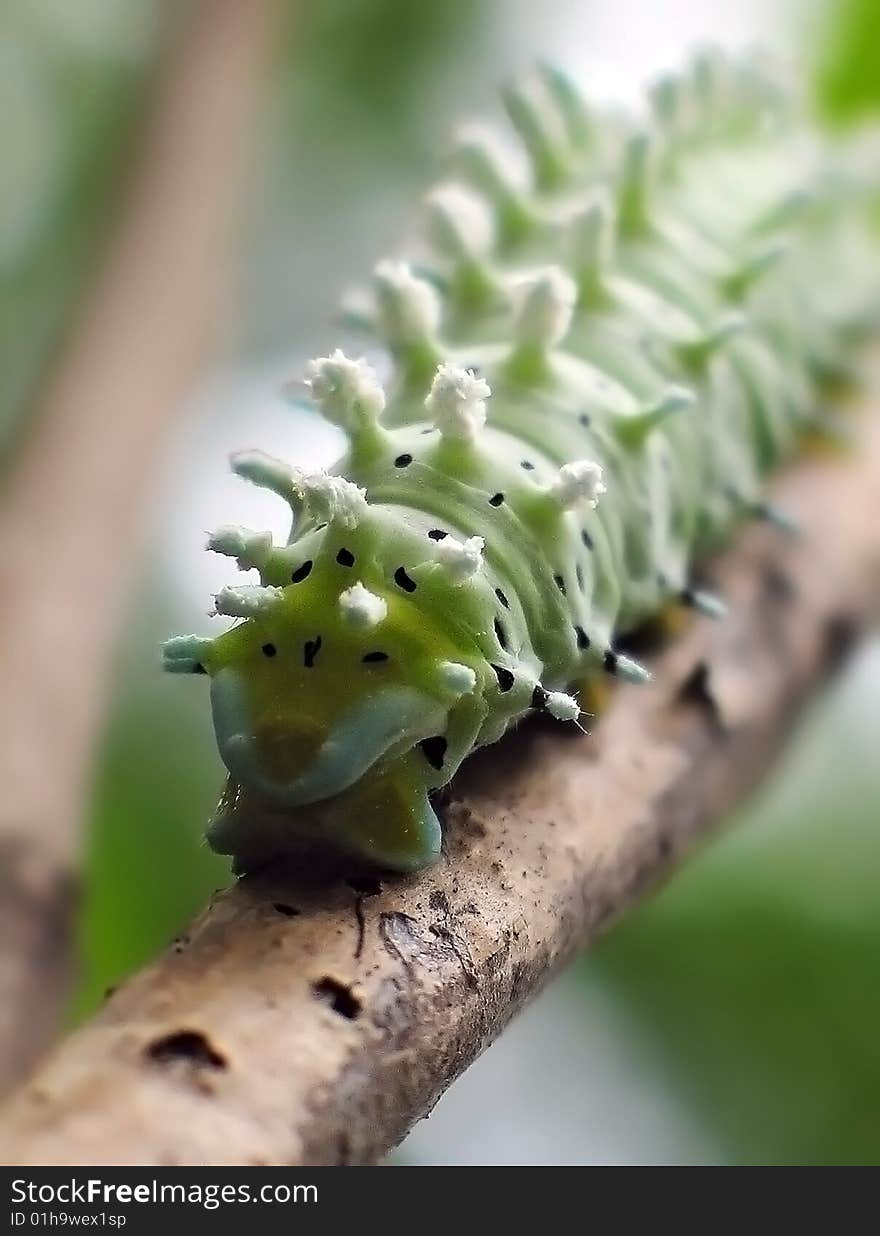 Caterpillar