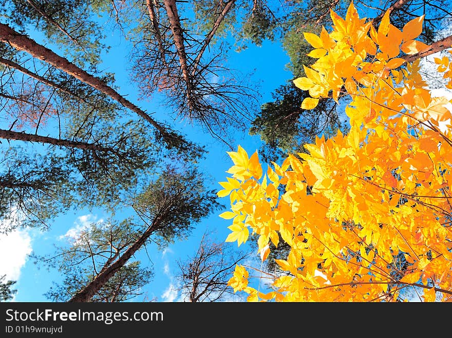 Autumn sunny day of a pine direct in the sky. Autumn sunny day of a pine direct in the sky