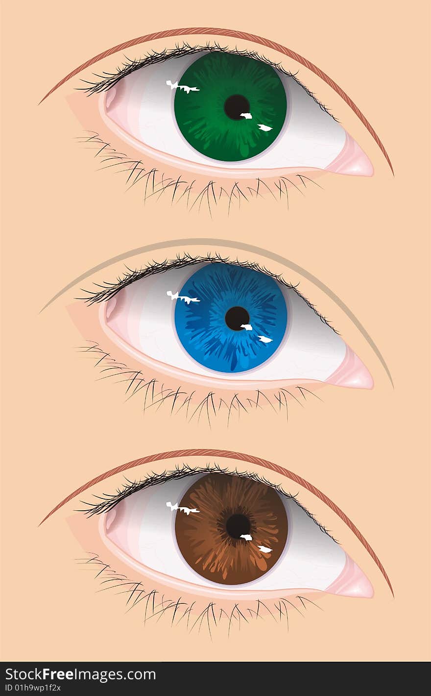 Illustration of vector eye in three color