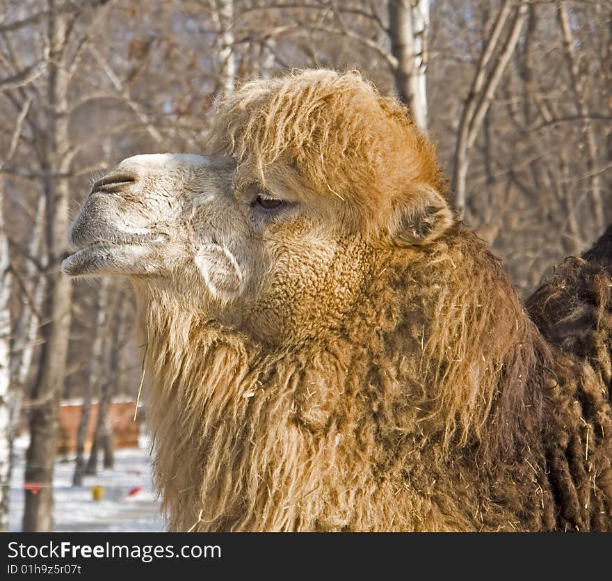 A head of camel in forest