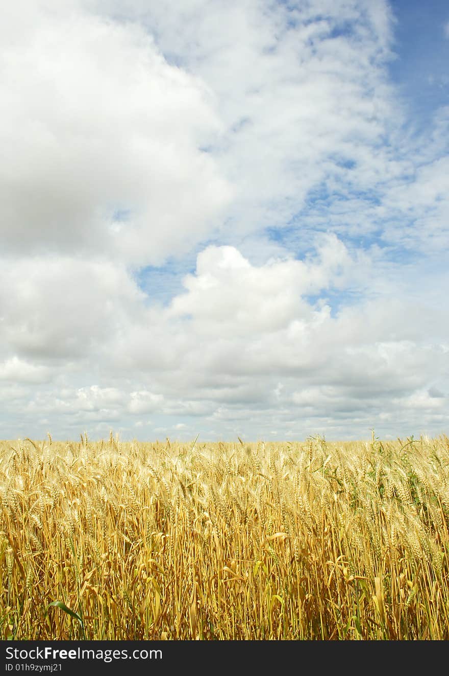 Wheat field over the sky background