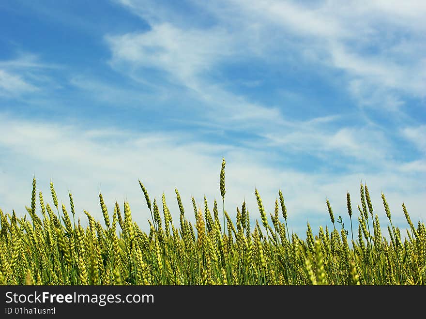 Early summer corn with a blue sky background. Early summer corn with a blue sky background