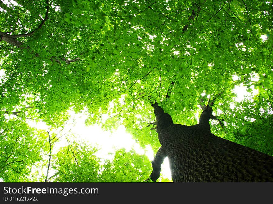 Green leaves background in sunny day