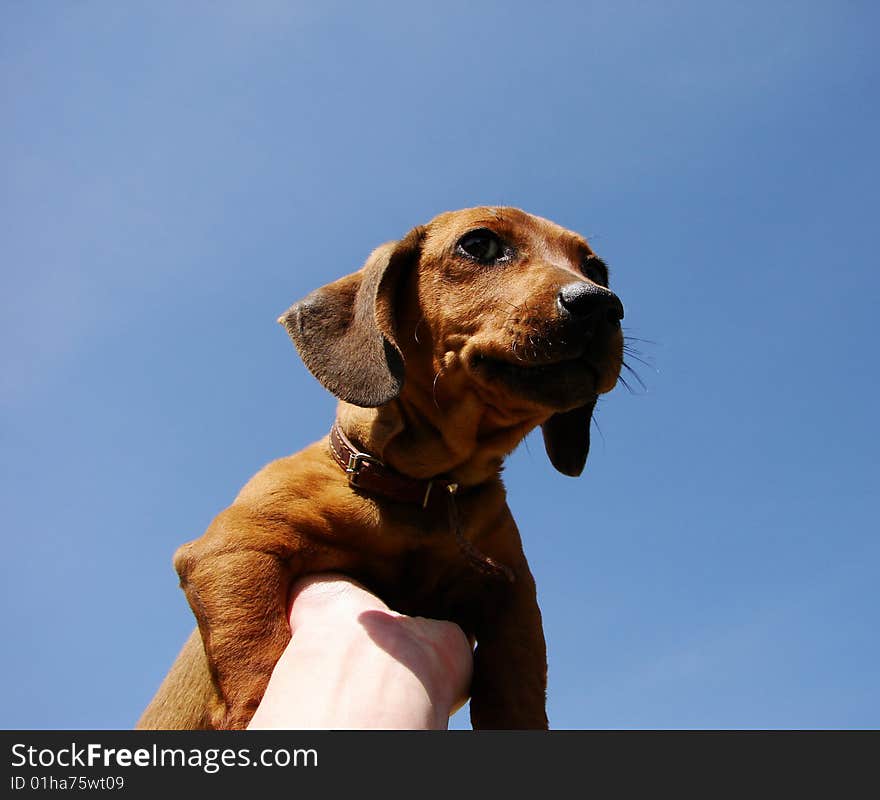 Puppy On A Sky