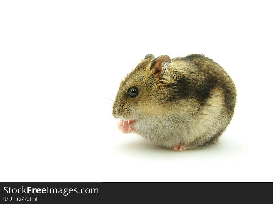 Hamster