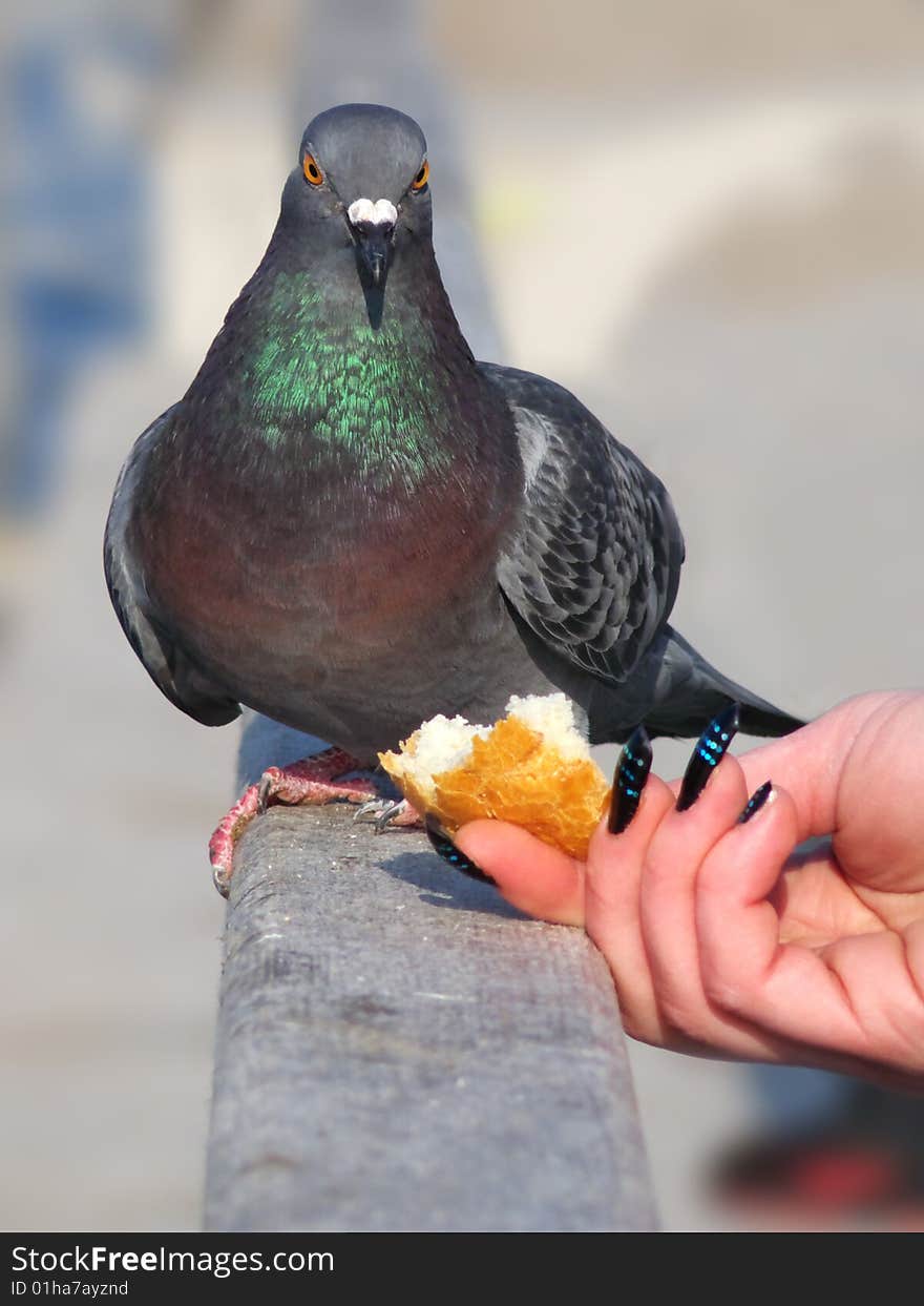 Careful dove want to eat a little bread