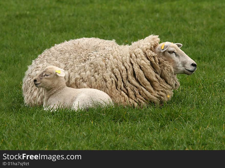 Mother Sheep With Little Lamb