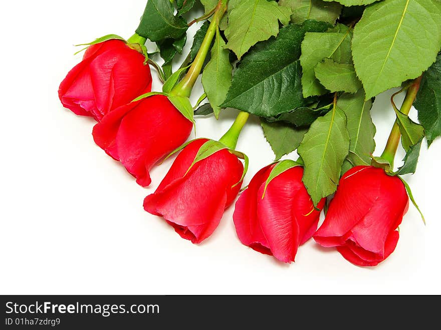 Red rose isolated on white. Red rose isolated on white