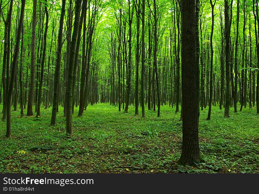 Trees in a  green forest in spring. Trees in a  green forest in spring