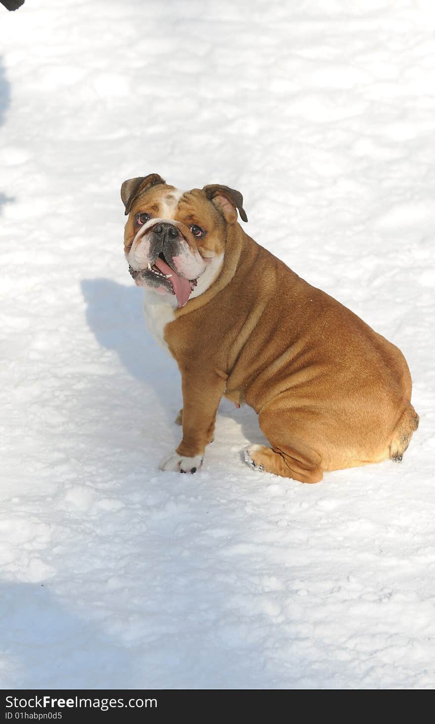 English Bulldog Sitting In The Snow