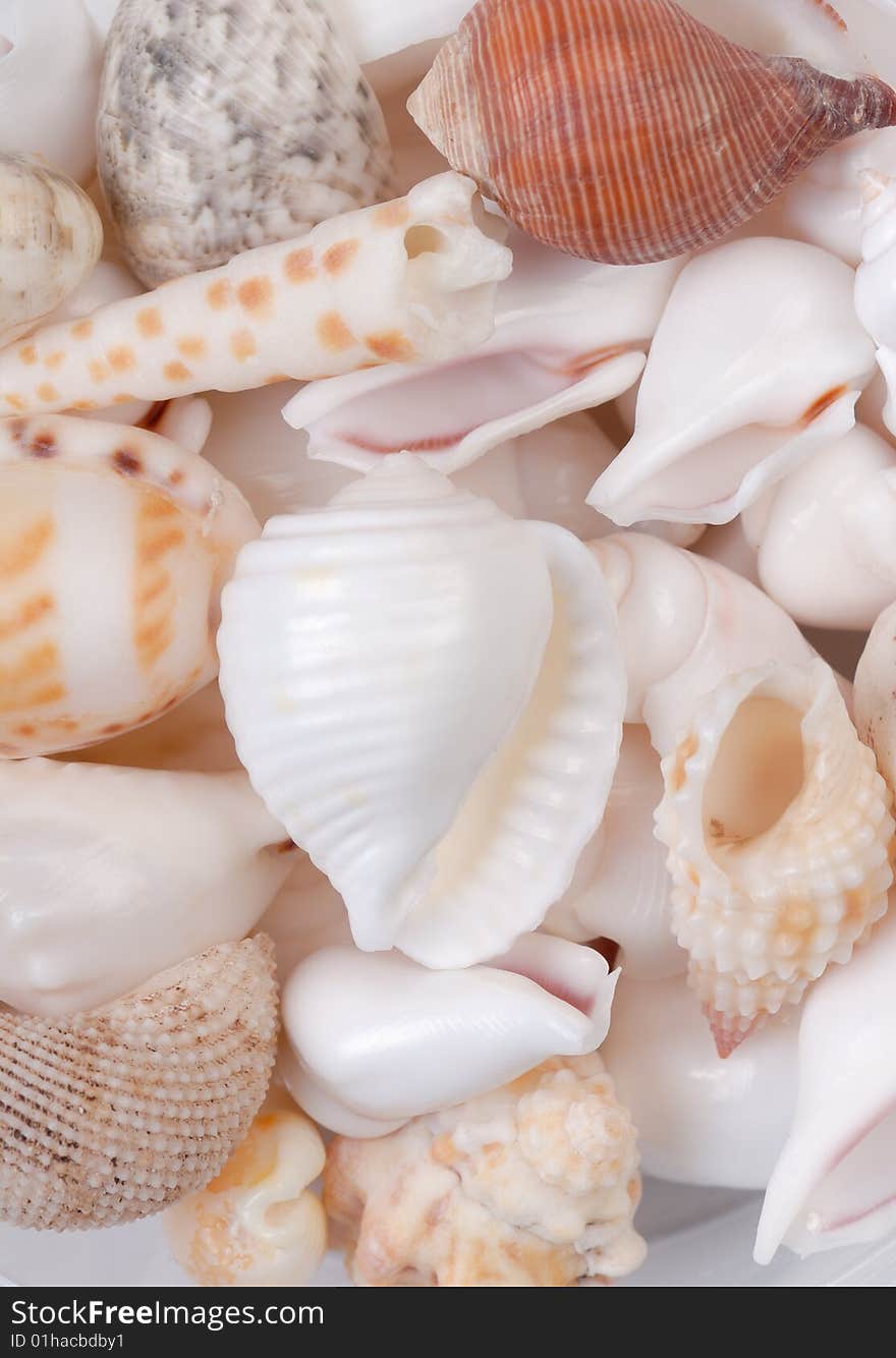 Colorful seashells