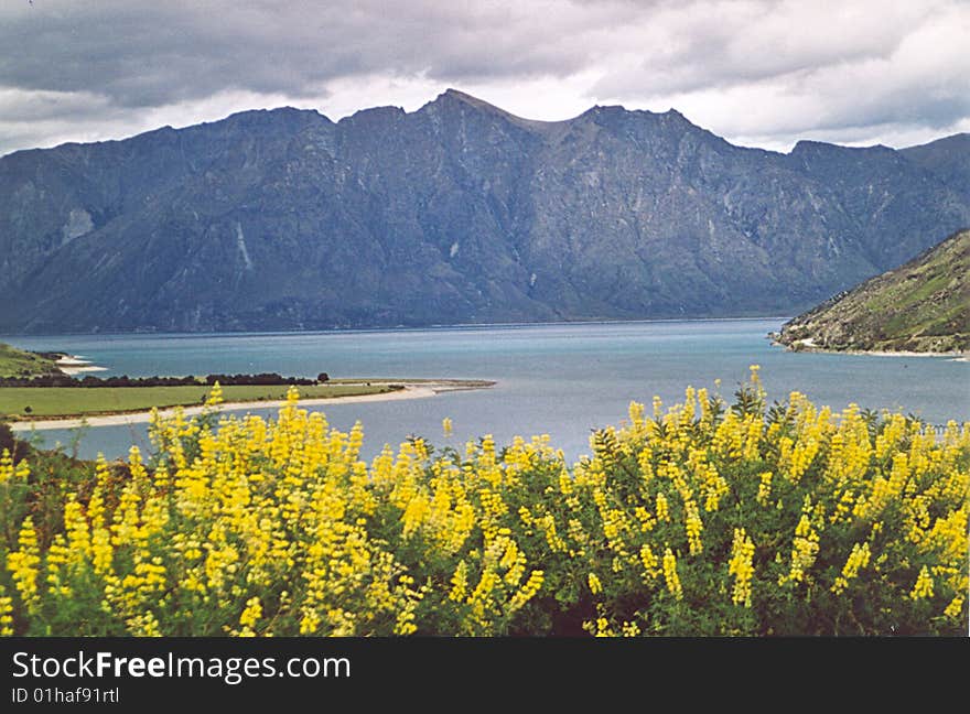 Flowers by lake