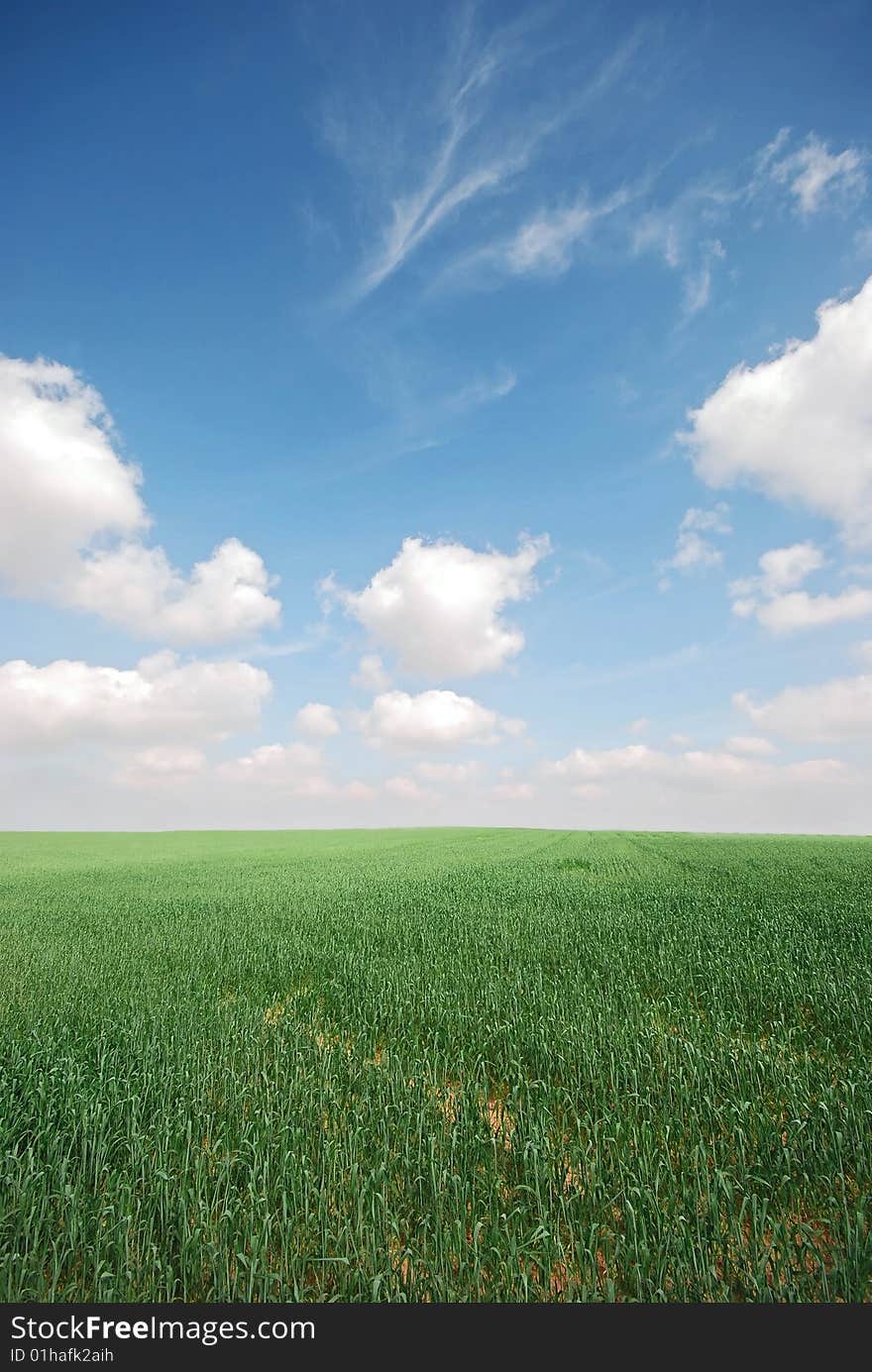 Wheat field