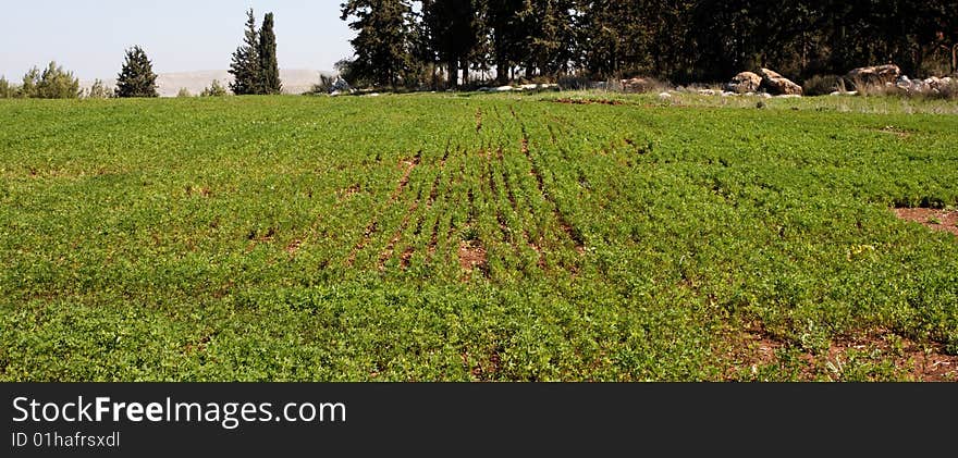 Green rows on a field