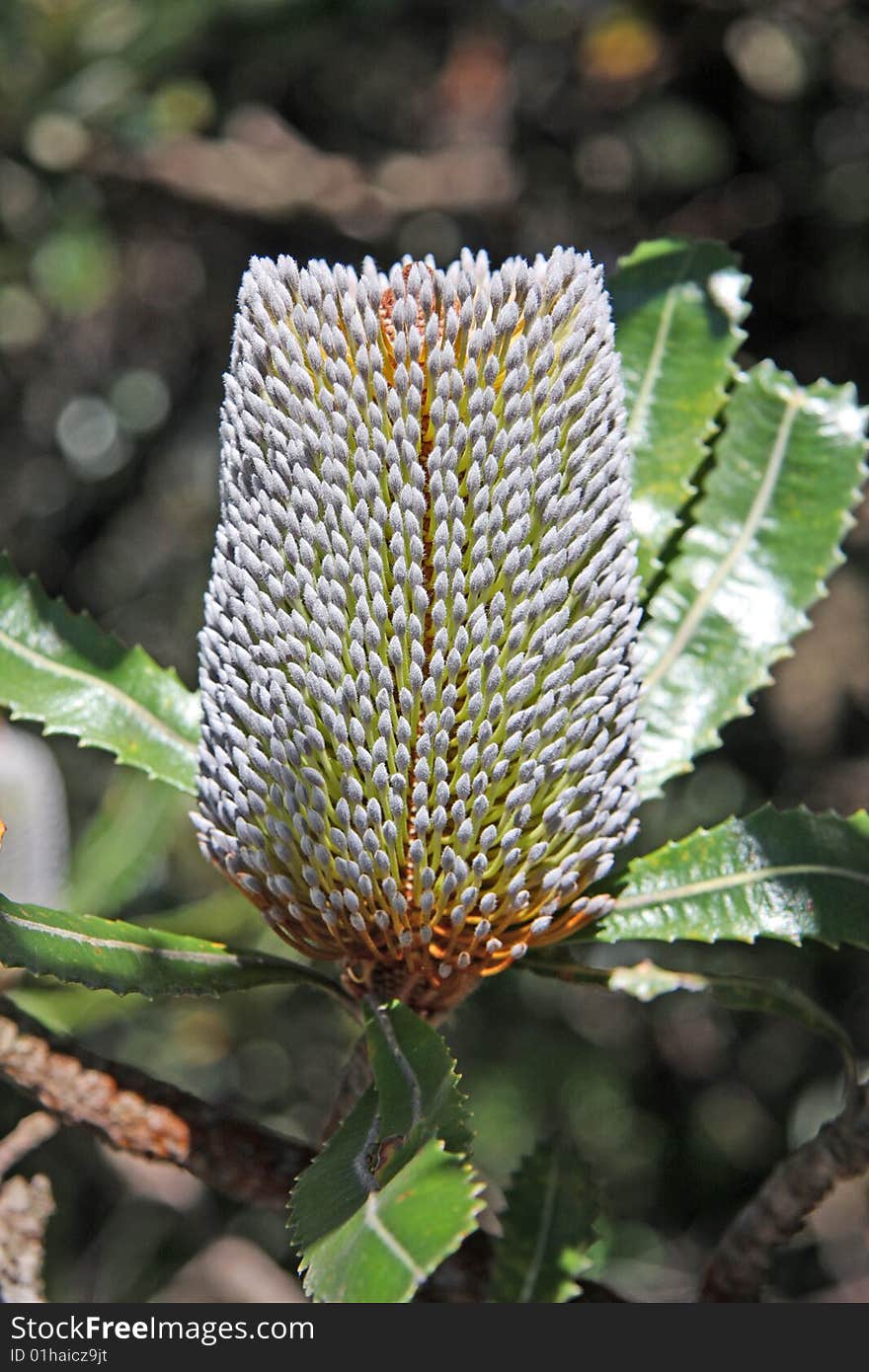 Banksia Conferta Penicillata