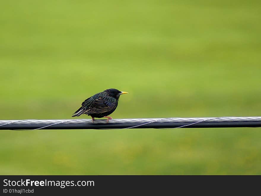 Bird On Wire