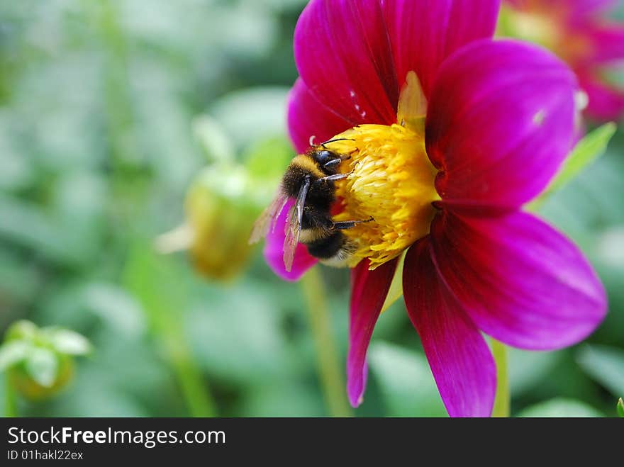In the afternoon the huge bee sits on a beautiful flower. In the afternoon the huge bee sits on a beautiful flower