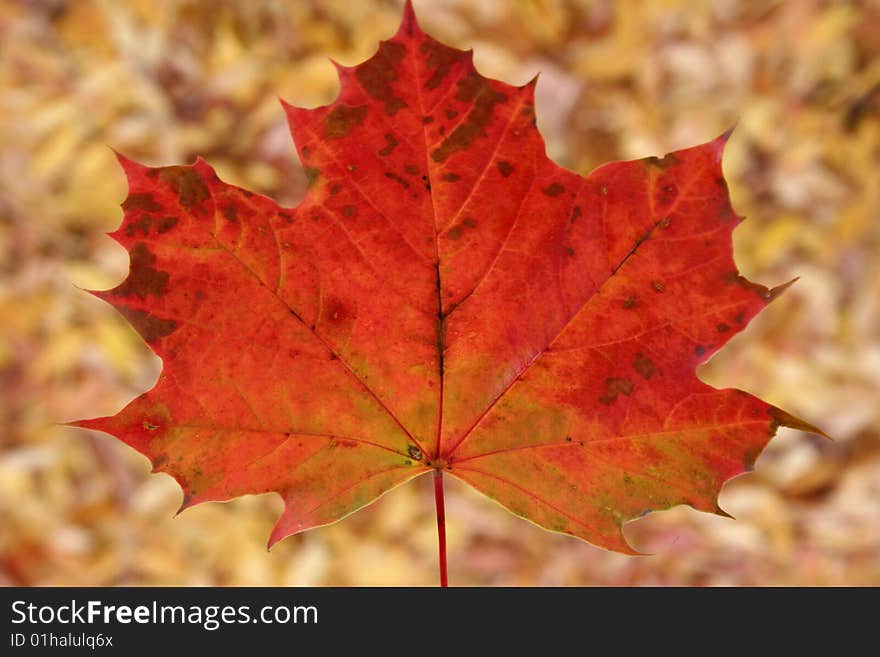 Red colored leaf over background of fallen leaves. Red colored leaf over background of fallen leaves