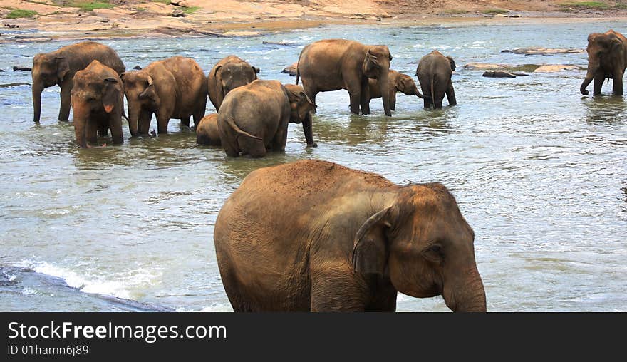 Elephants having their daily bath at an Elephant Orphanage in Sri Lanka. The Elephants are also called Indian Elephants as compared to African Elephants.