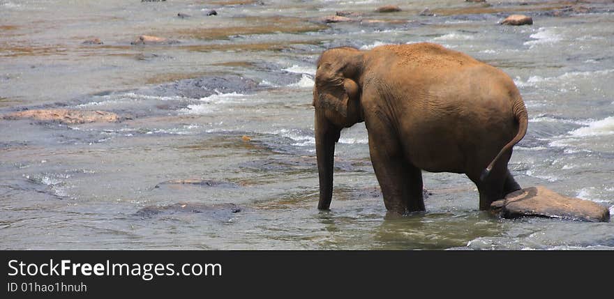 Elephants having their daily bath at an Elephant Orphanage in Sri Lanka. The Elephants are also called Indian Elephants as compared to African Elephants.