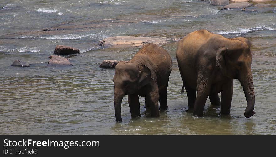 Elephants having their daily bath at an Elephant Orphanage in Sri Lanka. The Elephants are also called Indian Elephants as compared to African Elephants.