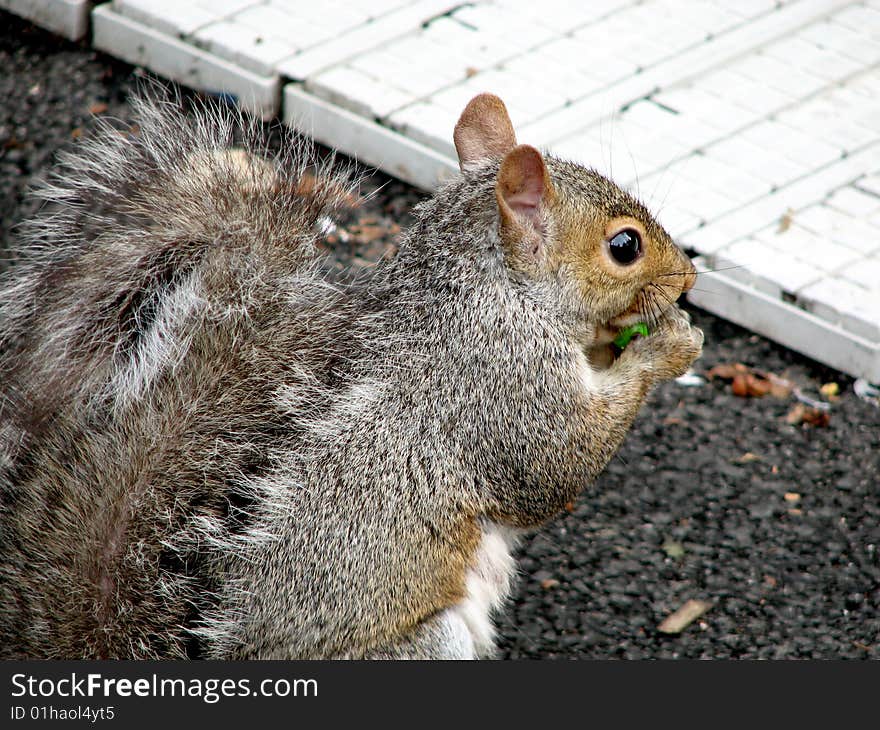 Close-up of wild squirrel eating next to sidewalk. Close-up of wild squirrel eating next to sidewalk.