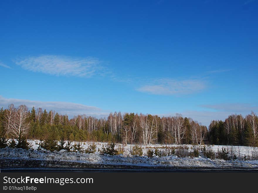 Snow forest behind a blue sky