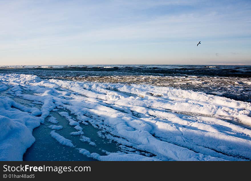 Cold Baltic sea and seagull. Cold Baltic sea and seagull